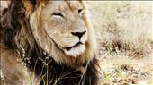 A lazy lion lingers in the road on a Winter's morning: by southernhemispherepirate, Views[311]
