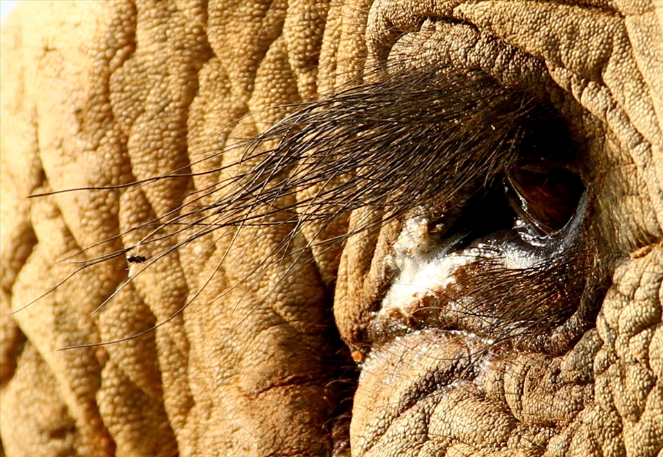 Shedding a tear for fallen giants