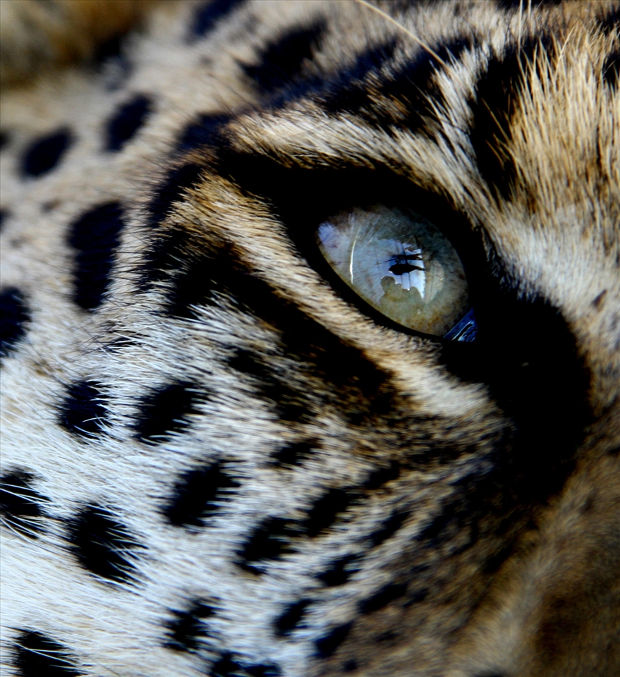 A leopard saved from farmers reflects on life 'after death'