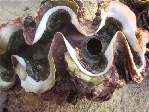 The wonder of today brought two of those beauties from the bottom of the sea to surface, as a thank you, we let them watch the sunset and then put them back where they belong, into the sea.