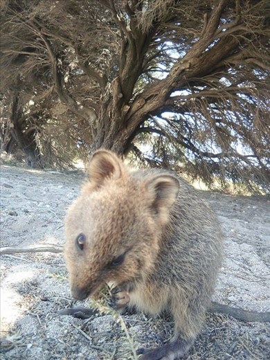 One of Rottnest Island's quokkas. 