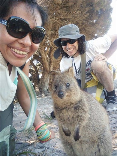 Quokka selfie