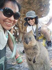 Quokka selfie: by spacemanafrica, Views[328]