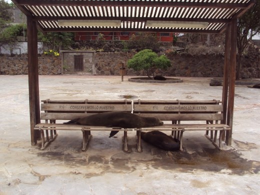 Sea-lions sleeping on a bench on San Cristobal Island.
