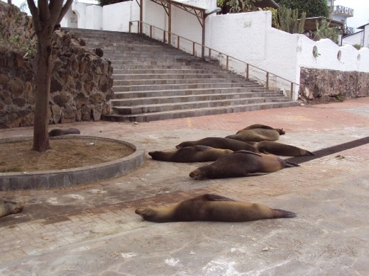 Sea-lions sleeping in the street of San Cristobal Island.