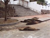 Sea-lions sleeping in the street of San Cristobal Island.: by spacemanafrica, Views[145]