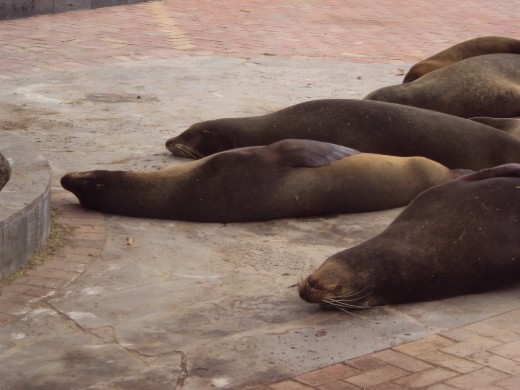 Sea-lions sleeping in the street of San Cristobal Island.
