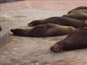 Sea-lions sleeping in the street of San Cristobal Island.: by spacemanafrica, Views[155]