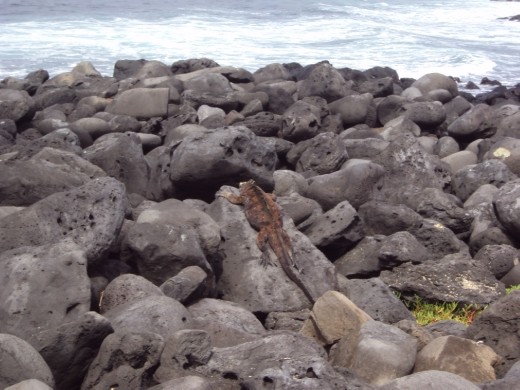 Iguana warming itself on the rocks. San Cristobal Island. 