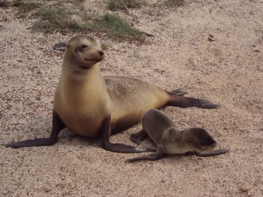 Mother and new born sea-lions. San Cristobal Island.