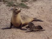 Mother and new born sea-lions. San Cristobal Island.: by spacemanafrica, Views[140]