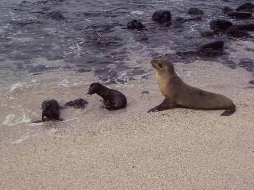 San Cristobal Island.