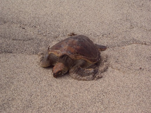 Marine turtle. San Cristobal Island.