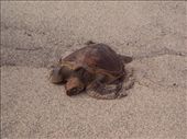 Marine turtle. San Cristobal Island.: by spacemanafrica, Views[172]