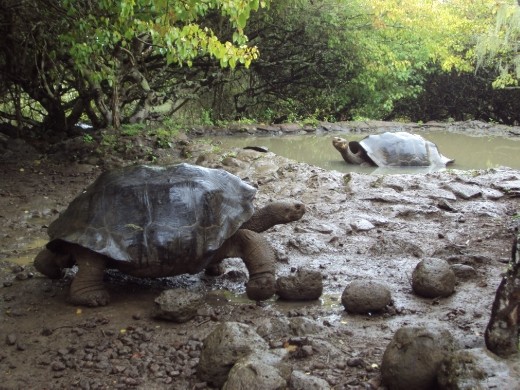 Galapaguera tortoise breeding centre. San Cristobal Island.
