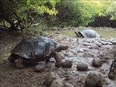 Galapaguera tortoise breeding centre. San Cristobal Island.: by spacemanafrica, Views[151]