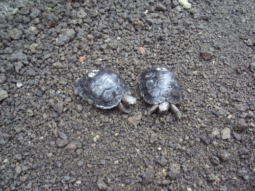 Babies at the Galapaguera tortoise breeding centre. San Cristobal Island.