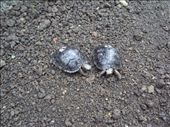 Babies at the Galapaguera tortoise breeding centre. San Cristobal Island.: by spacemanafrica, Views[146]