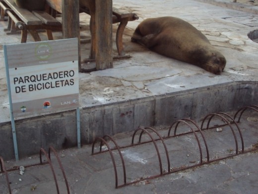 Sea-lions. San Cristobal Island.