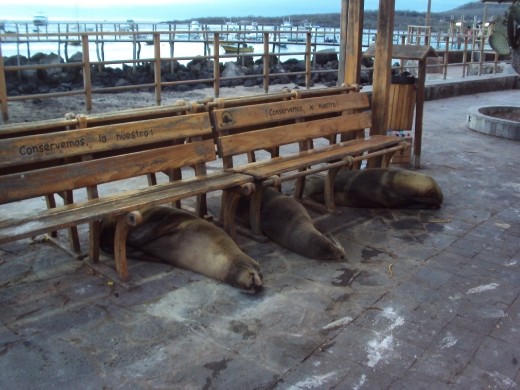 Sea-lions. San Cristobal Island.