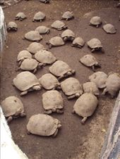 by spacemanafrica, Views[200]