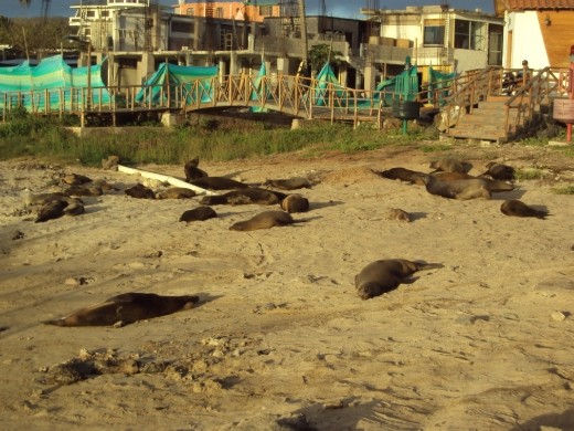 Sea-lions at Playa de Oro. San Cristobal Island.