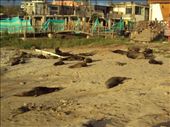 Sea-lions at Playa de Oro. San Cristobal Island.: by spacemanafrica, Views[346]