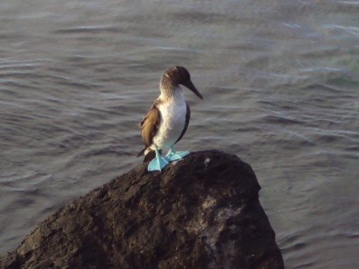 Blue footed boobie, San Cristobal Island