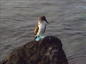 Blue footed boobie, San Cristobal Island: by spacemanafrica, Views[246]