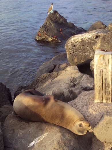 Sea-lion and blue footed boobie. San Cristobal Island