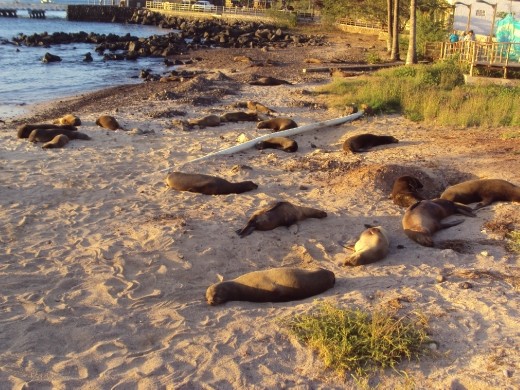 Sea-lions, Playa de Oro. San Cristobal Island