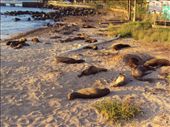 Sea-lions, Playa de Oro. San Cristobal Island: by spacemanafrica, Views[204]