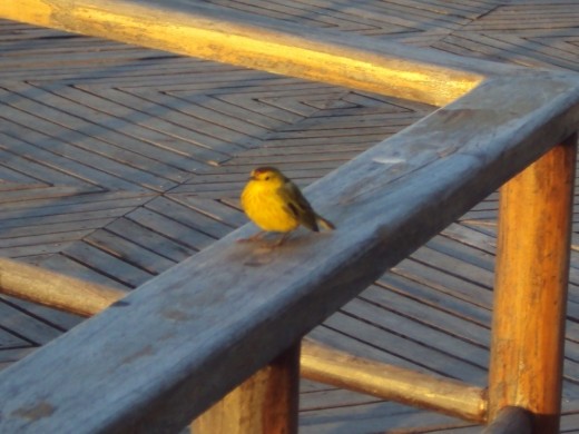 Yellow warbler. They were everywhere but didn't keep still long enough to photo. I was lucky to get this shot.