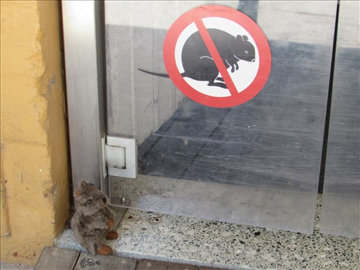 No entry for quokkas in the General Store