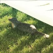 by spaghettilegs, Views[171]