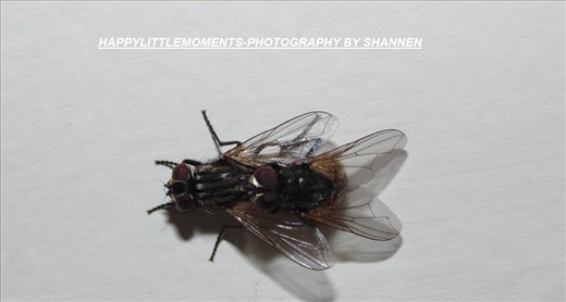 two flies mating.
