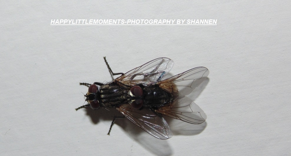 two flies mating.