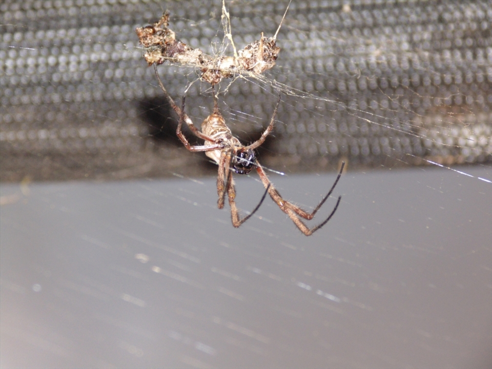 An Orb Spider located at my mother in-laws country home in Tarlee, South Australia