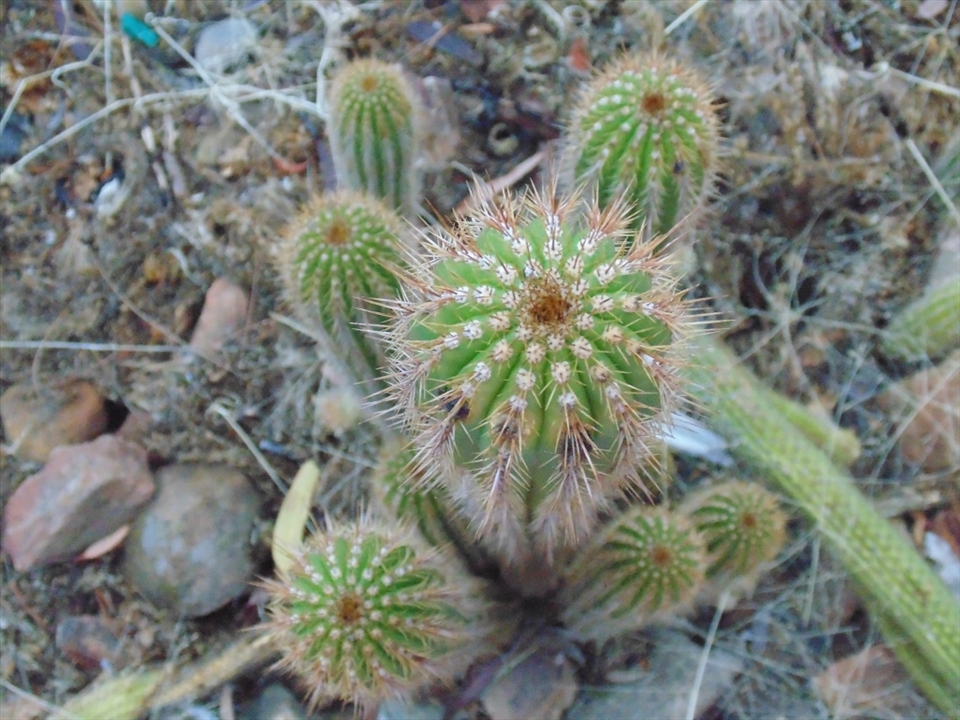well, my mother in-laws home is located in the country and her 'farm' is covered in cacti!
this one in particular captured my eye, and I captured it!
so here it is.