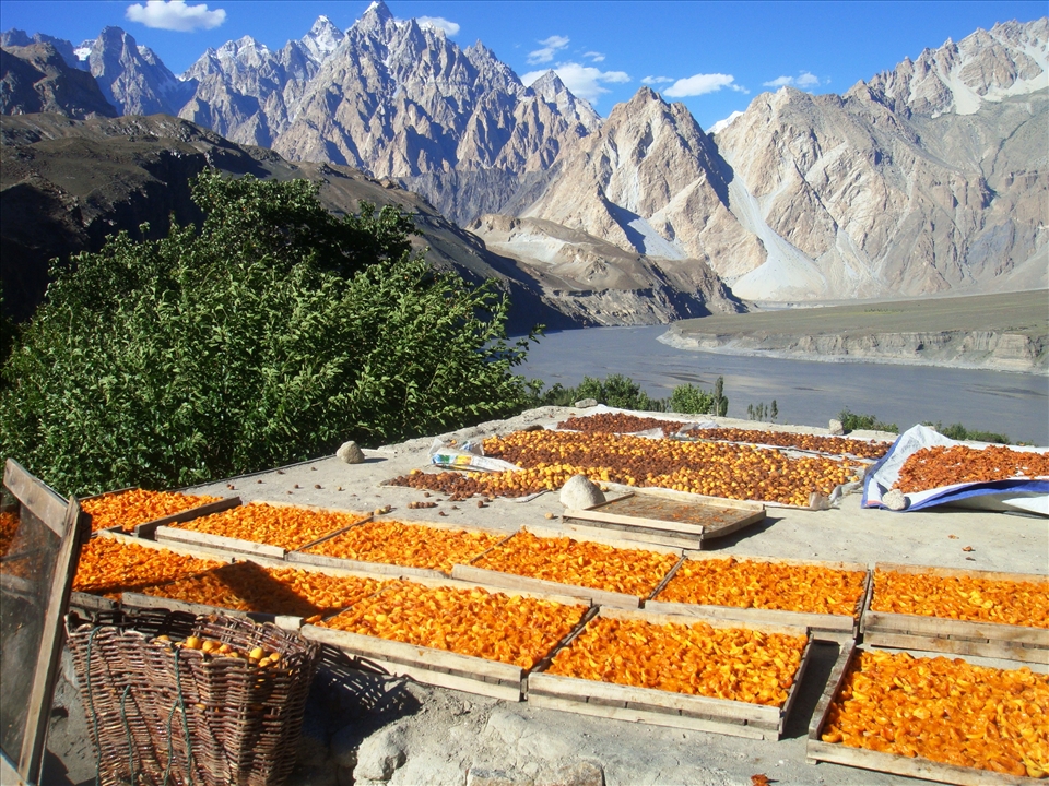 Drying apricot in natural method is more Delicious than other scientific one, its a source of imcome of some families, but pople mostly use it in summer as juice and in winter as a soup, its very health diet in local context and people use it for many reasons.