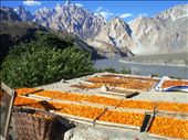 Drying apricot in natural method is more Delicious than other scientific one, its a source of imcome of some families, but pople mostly use it in summer as juice and in winter as a soup, its very health diet in local context and people use it for many reasons.: by spatial-world, Views[1388]