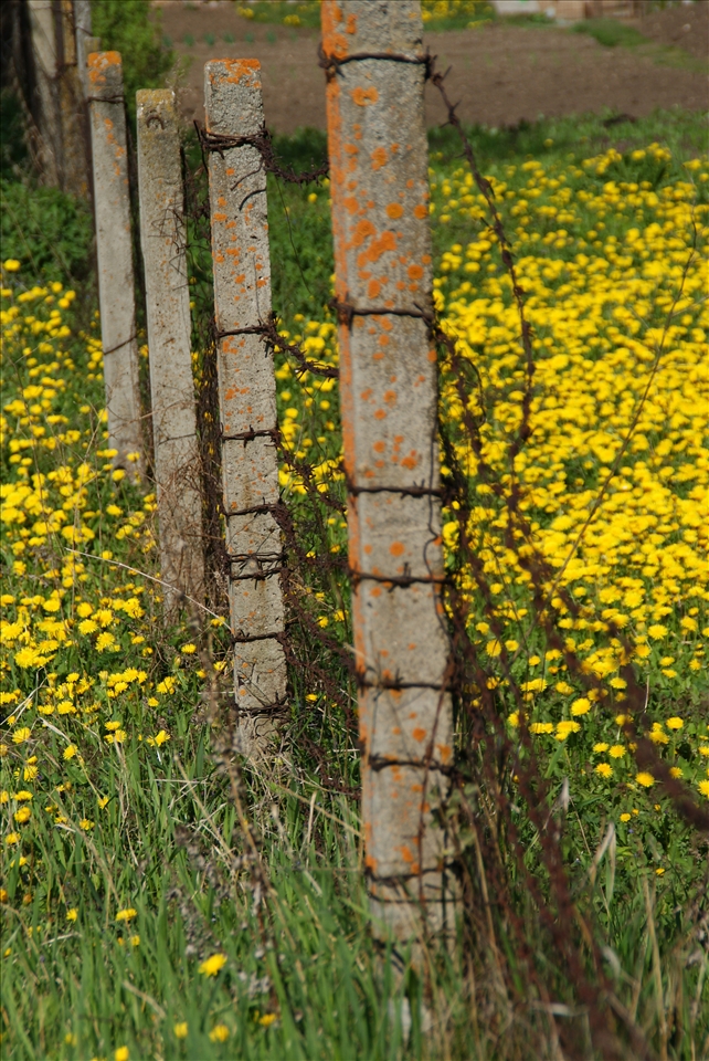 Barbed wire, even in the countryside!?