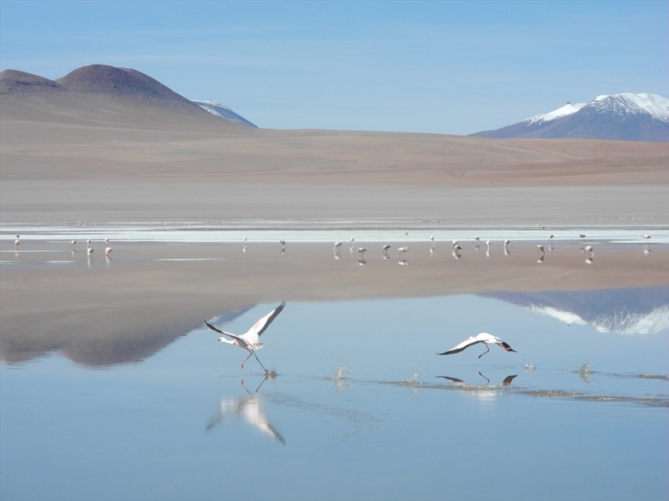 But there are also lakes where some little pink shrimps and algae have found their habitat and where minerals are not harmful. In those lakes lives a big population of flamingos, that have developed to live at this hight and in extreme conditions. Humans had tried to install facilities for the extraction of minerals, but the conditions were too difficult to be able to stay and work, so the environment has been left to its natural development.