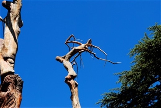 Les Cedres - Lebanon.
Amazing carvings in old dead cedars. 