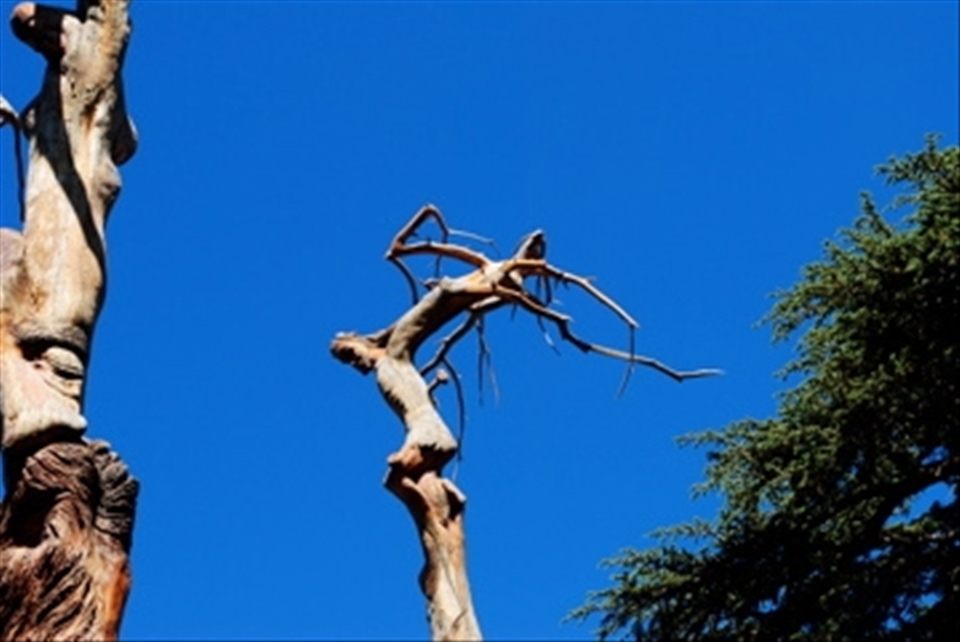 Les Cedres - Lebanon.
Amazing carvings in old dead cedars. 