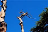 Les Cedres - Lebanon.
Amazing carvings in old dead cedars. : by spk, Views[566]