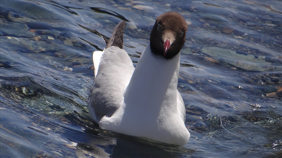 innocence simplified 