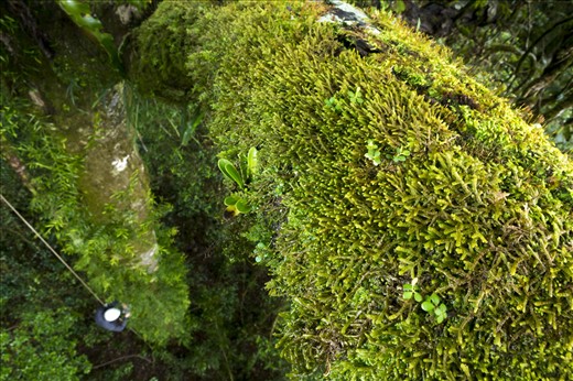 The task at hand is at times daunting because of the combination of long hours of technical climbing, relentless poor weather and the sheer amount of epiphytes found. While the national park welcomes more than 2 million visitors per year surprisingly little research has been done into its epiphytic inhabitants. On this branch alone more than 30 samples of moss were taken to be identified at the Queensland herbarium a task that will take months to complete. 