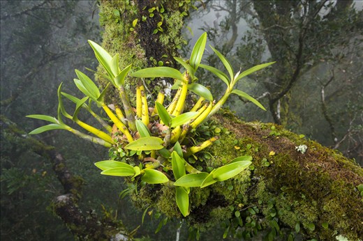 The rainforest canopy is one of sciences last frontiers of discovery with little previous research carried out. On occasion jewels can be found hidden by the thick undergrowth, tangled vines and poor visibility on the forest floor. Here a Beech Orchid (Dendrobuim falcorostrum) sits securely 35m from ground level in an Antarctic Beech tree (Notofagus moorei), this particular orchid grows nowhere else except in this forest and on this particular species of rare tree.