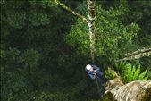 The technique of climbing 50 meter high rainforest trees is laborious but offers truly unique perspectives. Ascending to the canopy of these emergent trees is a journey that might take as long as 20 minutes. Climbers begin in the undergrowth then pass the vine growth and several layers of lower canopy just to reach the lowest branches of the trees in the study group.: by spphoto, Views[843]